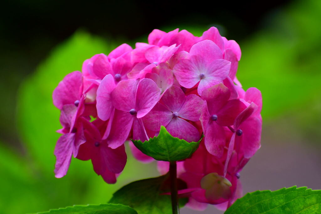 須磨離宮・紫陽花⑫