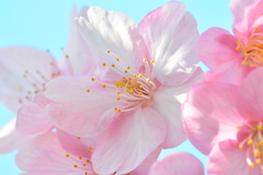 河津桜③