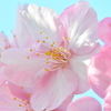 河津桜③