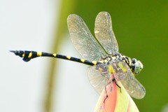 タイワンウチワヤンマ⑩