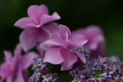 雨待ち紫陽花④