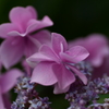 雨待ち紫陽花④