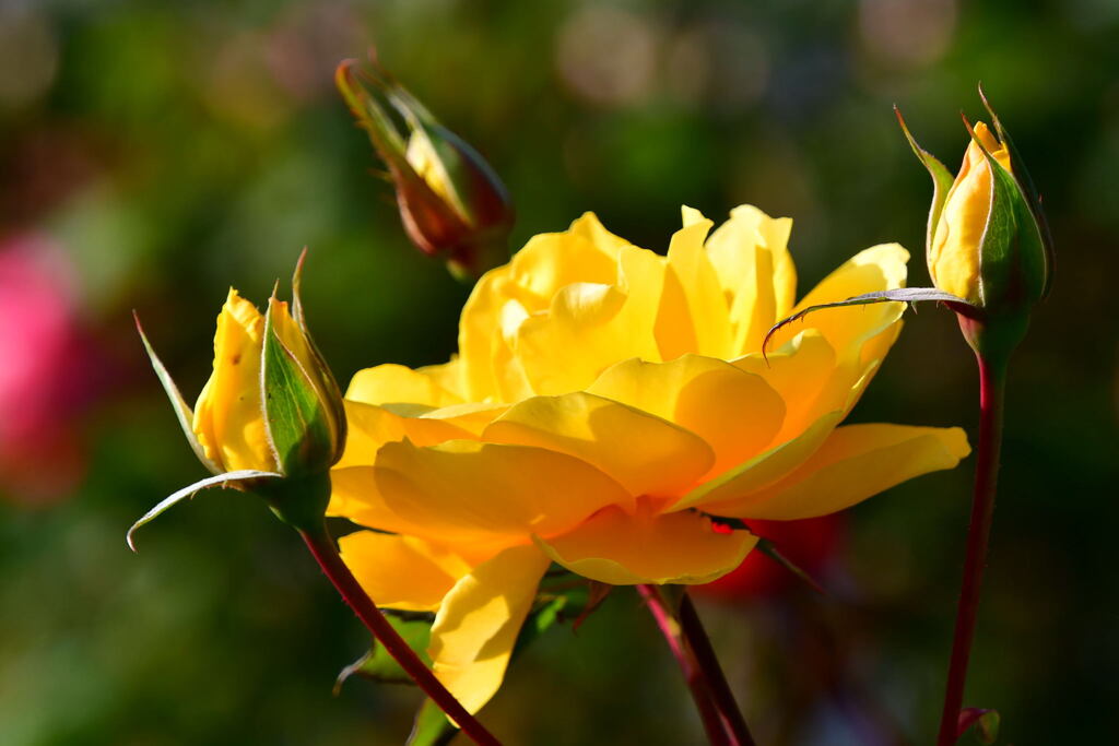 須磨離宮公園・秋薔薇   ヘンリー・フォンダ