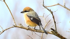 百舌鳥③