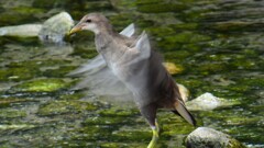 バン幼鳥②