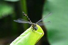 タイワンウチワヤンマ⑦