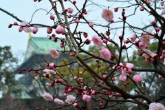 大阪城公園・梅林①