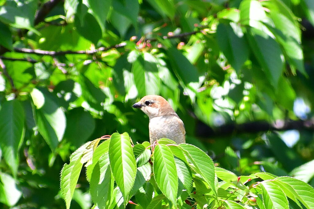 百舌鳥幼鳥⑤