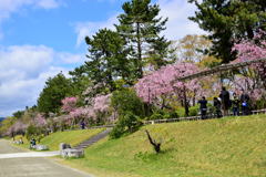 京都・半木の道⑨