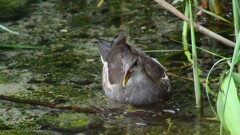 バン幼鳥①