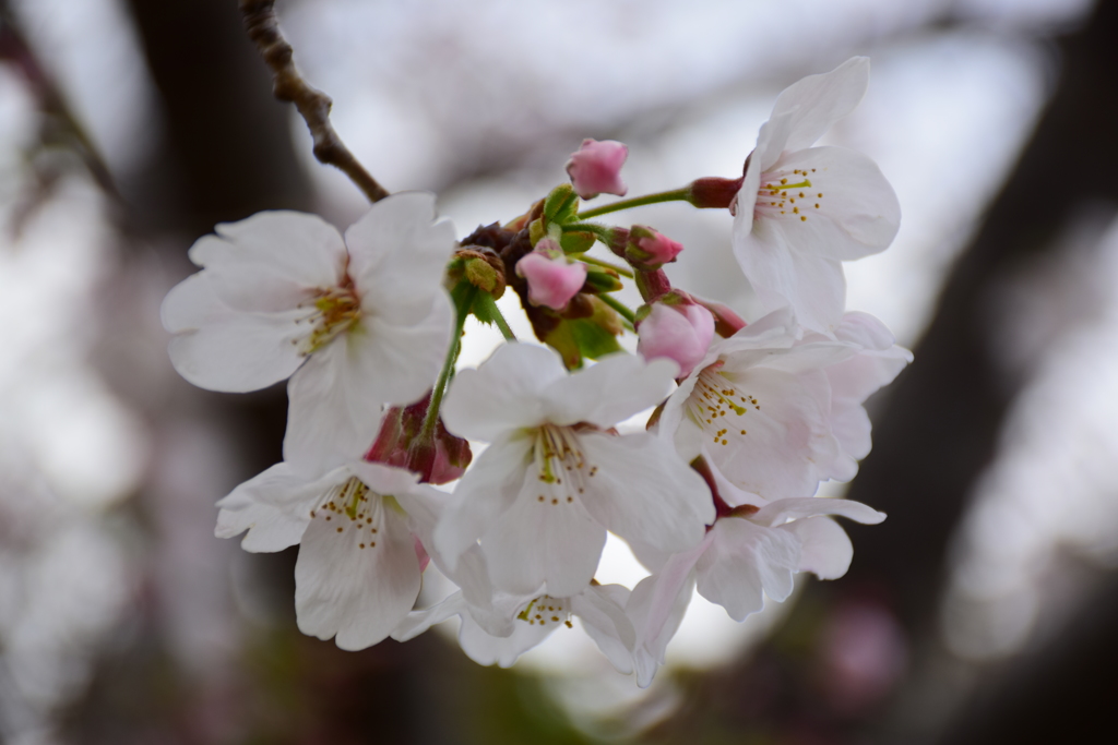 春②
