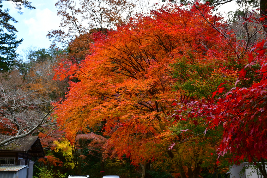 修法ヶ原の紅葉②