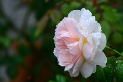 雨の日の秋薔薇⑧