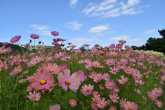 明石海峡公園・コスモス②