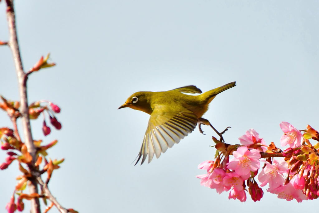 河津桜とメジロ①
