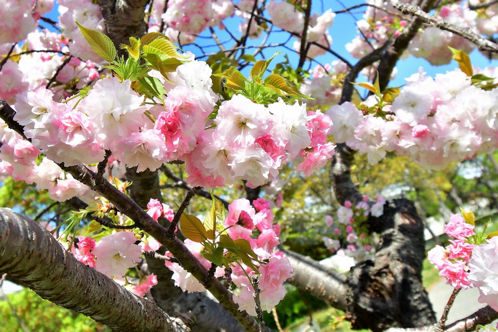 松月