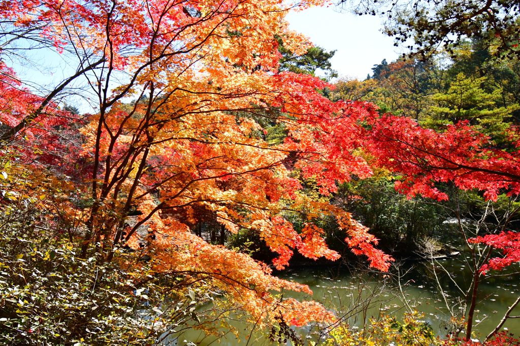 神戸市立森林植物園②
