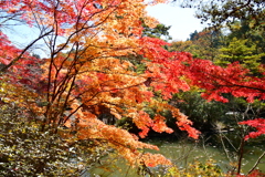 神戸市立森林植物園②