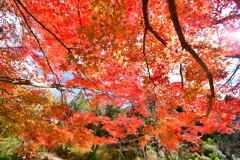 修法ヶ原の紅葉⑧