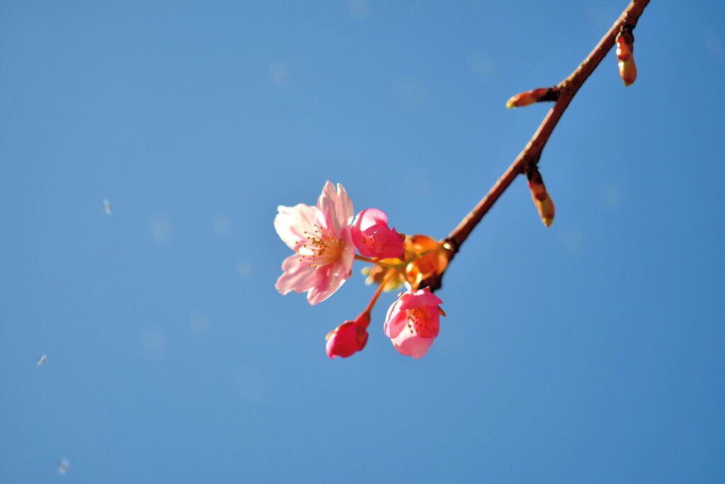 河津桜②