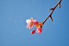 河津桜②