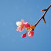 河津桜②