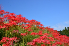 葛城古道の彼岸花⑦