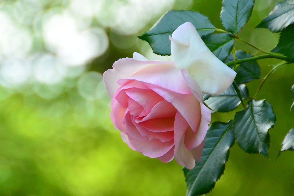薔薇①