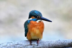 カワセミ・39