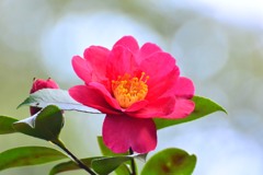 山茶花②