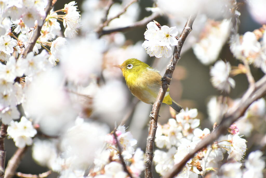 サクランボの木にメジロ②