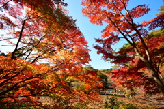 神戸市立森林植物園①