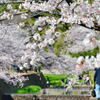 夙川公園の桜⑦