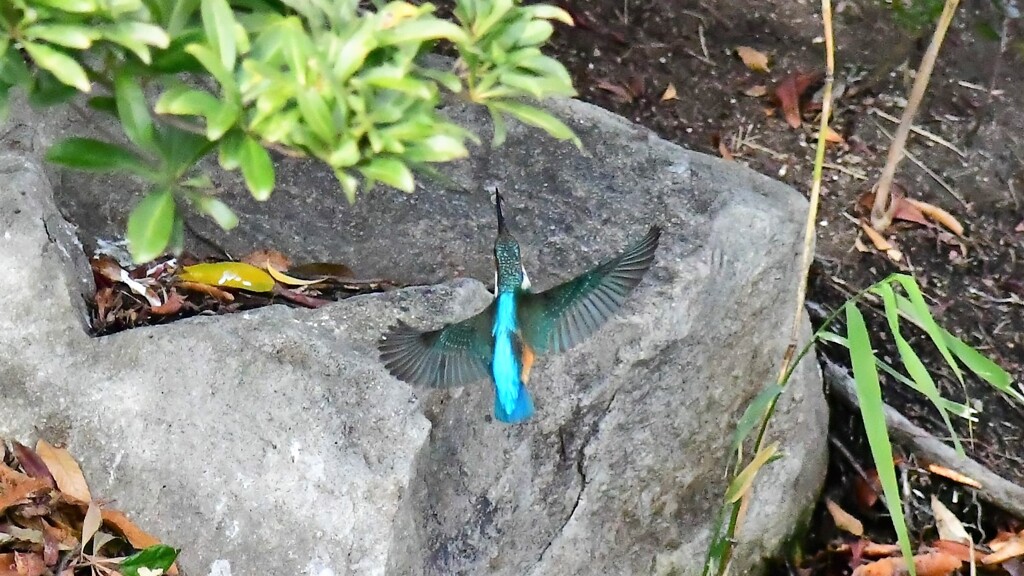 カワセミ・144