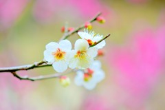 春①