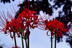 彼岸花②