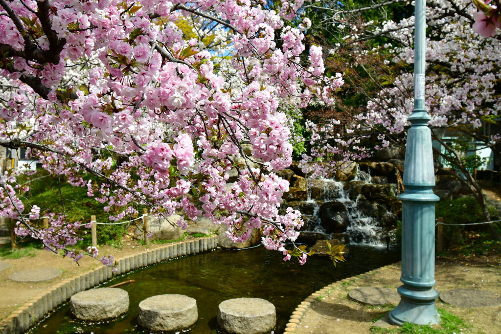 岡本南公園・ササベザクラ②