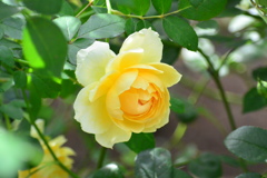 秋薔薇⑥