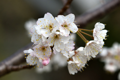 サクランボの花④