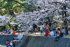 夙川公園の桜④