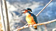 カワセミ・115