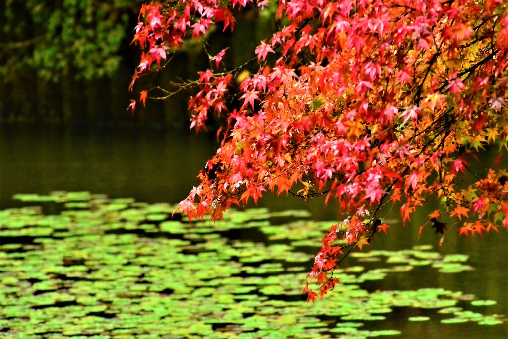 雨の日の紅葉⑤