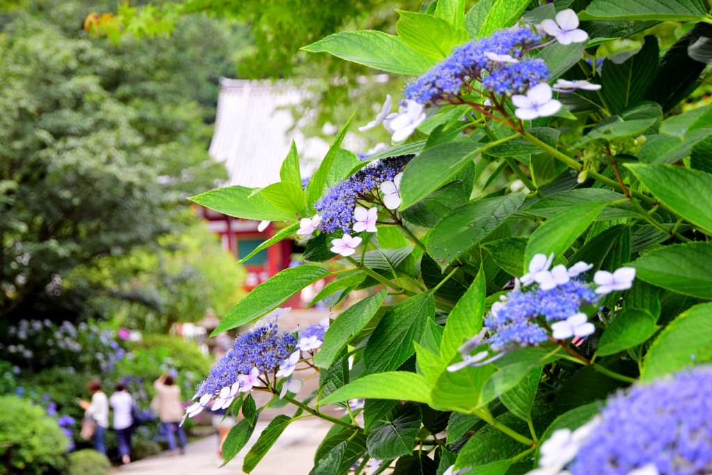 矢田寺・紫陽花①
