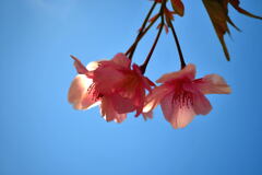 河津桜③