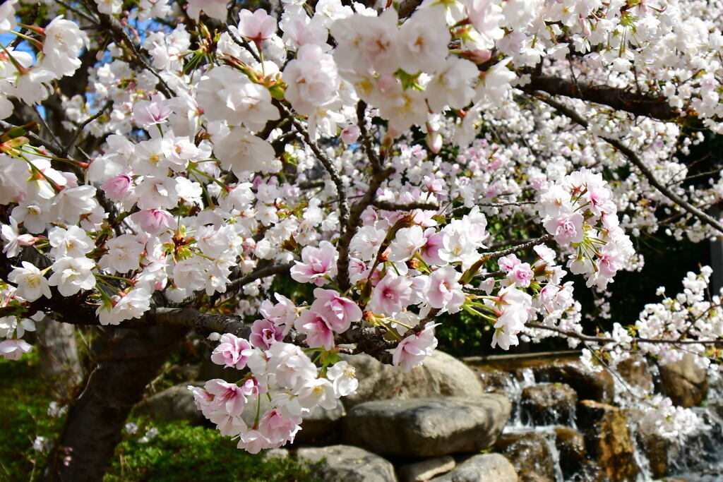 岡本南公園・ササベザクラ④