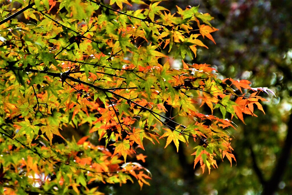 雨の日の紅葉⑩