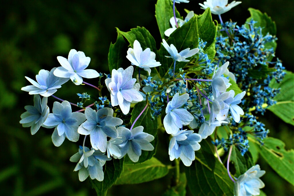 紫陽花・森林植物園⑨