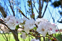 天の川