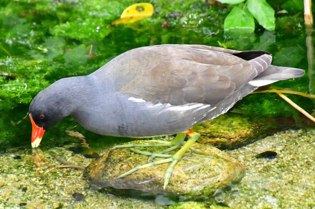 バン成鳥⑤