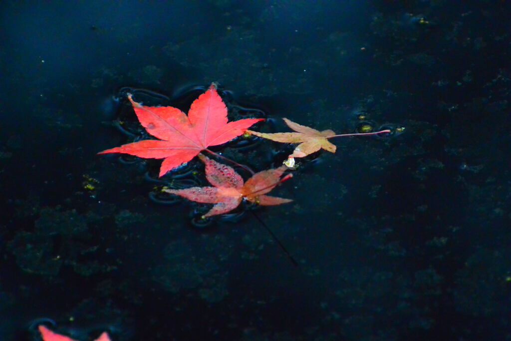 紅葉③